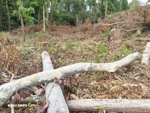 Devastation in Gia Lai: Illegal Logging Decimates Border Forests - image 5