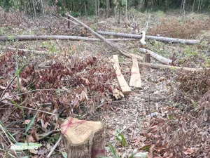 Devastation in Gia Lai: Illegal Logging Decimates Border Forests - image 9