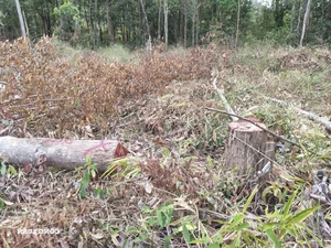 Devastation in Gia Lai: Illegal Logging Decimates Border Forests - image 8