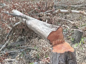 Devastation in Gia Lai: Illegal Logging Decimates Border Forests - image 3