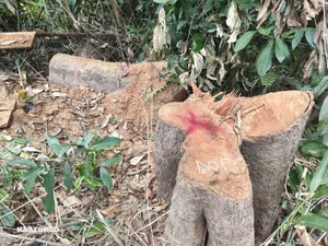 Devastation in Gia Lai: Illegal Logging Decimates Border Forests - image 13