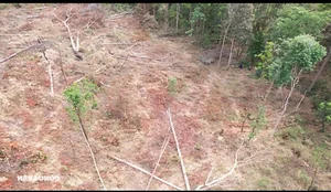 Devastation in Gia Lai: Illegal Logging Decimates Border Forests - image 7
