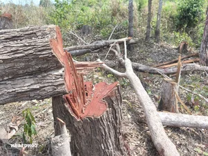 Devastation in Gia Lai: Illegal Logging Decimates Border Forests - image 11