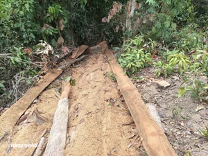 Devastation in Gia Lai: Illegal Logging Decimates Border Forests - image 2