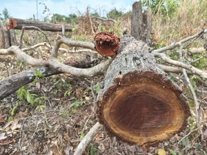 Devastation in Gia Lai: Illegal Logging Decimates Border Forests - image 0