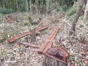 Devastation in Gia Lai: Illegal Logging Decimates Border Forests - image 4