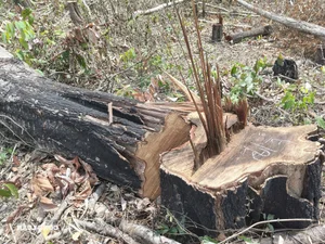 Devastation in Gia Lai: Illegal Logging Decimates Border Forests - image 1