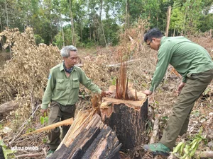 Devastation in Gia Lai: Illegal Logging Decimates Border Forests - image 12