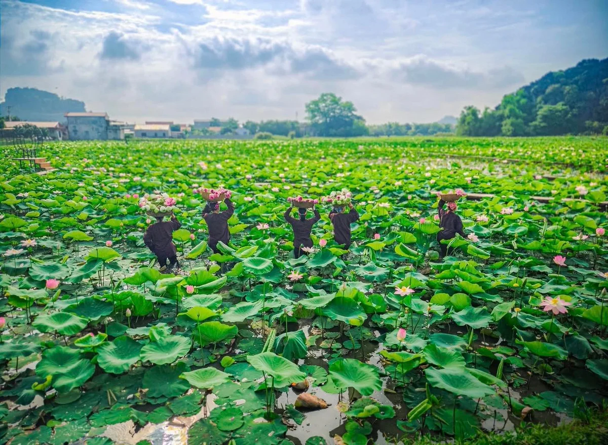 The Ultimate Guide to the Lotus Blooming Season at Hang Mua, Ninh Binh