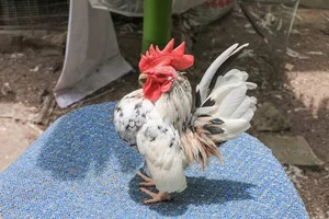 Rare and Unique Chicken Breeds in Vietnam That Have Tycoons Obsessed - image 2