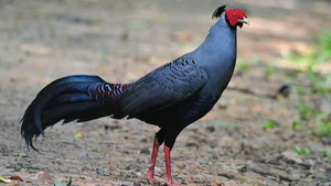 Rare and Unique Chicken Breeds in Vietnam That Have Tycoons Obsessed - image 0