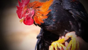 Rare and Unique Chicken Breeds in Vietnam That Have Tycoons Obsessed - image 4
