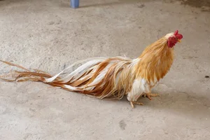 Rare and Unique Chicken Breeds in Vietnam That Have Tycoons Obsessed - image 3