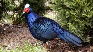 Rare and Unique Chicken Breeds in Vietnam That Have Tycoons Obsessed - image 5
