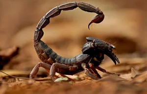 The World's Most Venomous Scorpion: A Lethal Predator - image 0