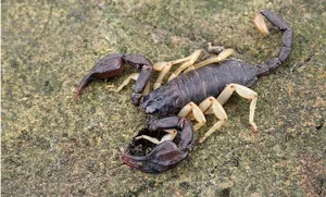 The World's Most Venomous Scorpion: A Lethal Predator - image 1