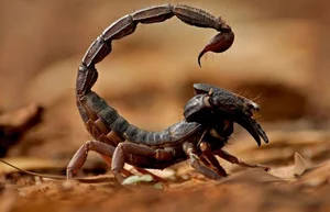 The World's Most Venomous Scorpion: A Lethal Predator - image 2