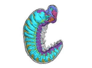 Extraordinary 520-Million-Year-Old Fossil Reveals Secrets of the Cambrian Explosion - image 0