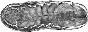 Extraordinary 520-Million-Year-Old Fossil Reveals Secrets of the Cambrian Explosion - image 6