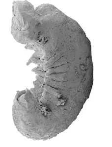 Extraordinary 520-Million-Year-Old Fossil Reveals Secrets of the Cambrian Explosion - image 2