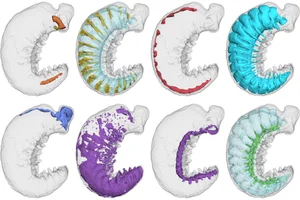 Extraordinary 520-Million-Year-Old Fossil Reveals Secrets of the Cambrian Explosion - image 4