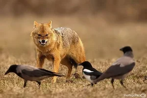 Surprising and Little-Known Facts About the Golden Jackal of Vietnam - image 2