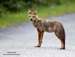 Surprising and Little-Known Facts About the Golden Jackal of Vietnam - image 3