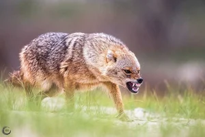 Surprising and Little-Known Facts About the Golden Jackal of Vietnam - image 6