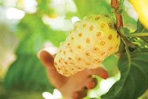 Surprising Economic Shift: Two Traditional Local Fruits Become High-Value Global Export Specialties - image 1