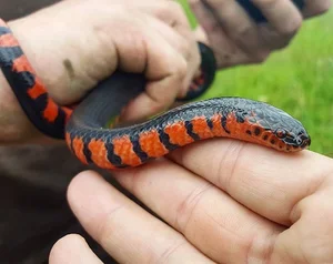 The Mysterious Underwater Snake: Discovering the Specialized Hunter and Its Unique Aquatic Prey - image 3