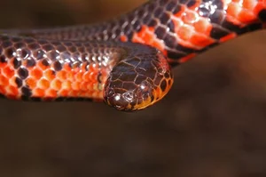 The Mysterious Underwater Snake: Discovering the Specialized Hunter and Its Unique Aquatic Prey - image 4