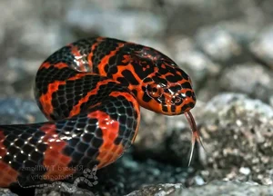 The Mysterious Underwater Snake: Discovering the Specialized Hunter and Its Unique Aquatic Prey - image 2