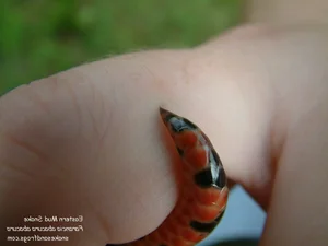 The Mysterious Underwater Snake: Discovering the Specialized Hunter and Its Unique Aquatic Prey - image 7
