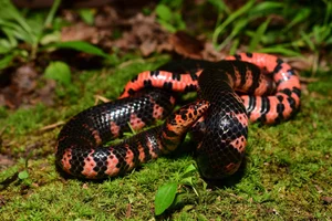 The Mysterious Underwater Snake: Discovering the Specialized Hunter and Its Unique Aquatic Prey - image 6