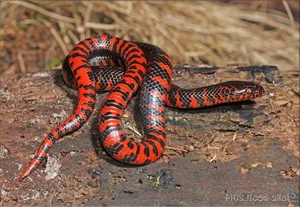 The Mysterious Underwater Snake: Discovering the Specialized Hunter and Its Unique Aquatic Prey - image 8