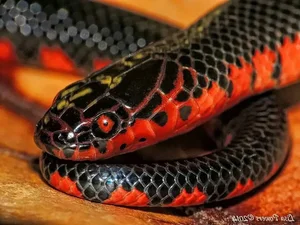 The Mysterious Underwater Snake: Discovering the Specialized Hunter and Its Unique Aquatic Prey - image 0