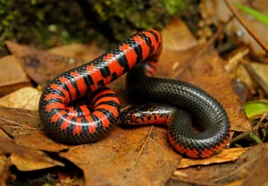 The Mysterious Underwater Snake: Discovering the Specialized Hunter and Its Unique Aquatic Prey - image 1