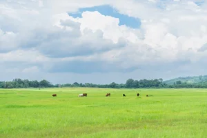 A Visual Journey to Tri An: Why This Grassland is the Perfect Seasonal Getaway - image 7