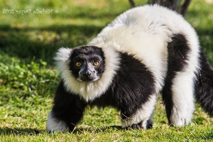 Discover the Stunning Black-and-White Ruffed Lemur: Madagascar’s Rare Primate with Panda-Like Fur and Captivating Eyes
