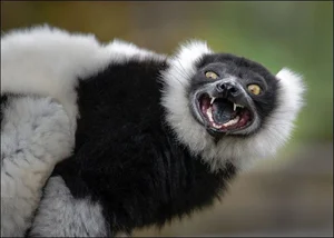Discover the Stunning Black-and-White Ruffed Lemur: Madagascar’s Rare Primate with Panda-Like Fur and Captivating Eyes - image 8