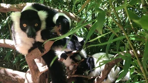 Discover the Stunning Black-and-White Ruffed Lemur: Madagascar’s Rare Primate with Panda-Like Fur and Captivating Eyes - image 7