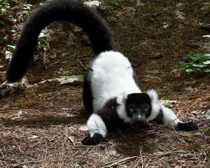 Discover the Stunning Black-and-White Ruffed Lemur: Madagascar’s Rare Primate with Panda-Like Fur and Captivating Eyes - image 2