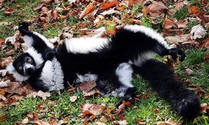 Discover the Stunning Black-and-White Ruffed Lemur: Madagascar’s Rare Primate with Panda-Like Fur and Captivating Eyes - image 4