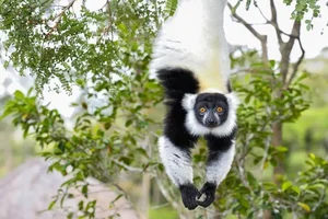 Discover the Stunning Black-and-White Ruffed Lemur: Madagascar’s Rare Primate with Panda-Like Fur and Captivating Eyes - image 3