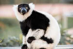 Discover the Stunning Black-and-White Ruffed Lemur: Madagascar’s Rare Primate with Panda-Like Fur and Captivating Eyes - image 6