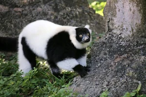 Discover the Stunning Black-and-White Ruffed Lemur: Madagascar’s Rare Primate with Panda-Like Fur and Captivating Eyes - image 5