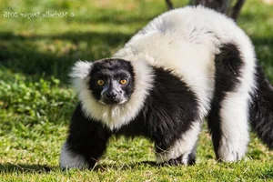 Discover the Stunning Black-and-White Ruffed Lemur: Madagascar’s Rare Primate with Panda-Like Fur and Captivating Eyes - image 0
