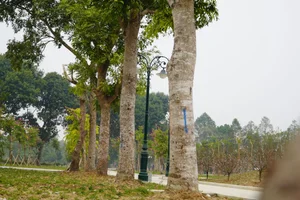 Exploring Thanh Hoa's Largest Public Park After Its Stunning Modern Renovation - image 12