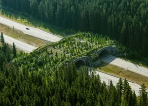 A Glimpse into Daily Life in Canada: A Land of Surprising Beauty - image 11