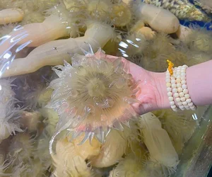 The Goosebump-Inducing Delicacy: Why This $8/kg Specialty Is Still Highly Sought After - image 1